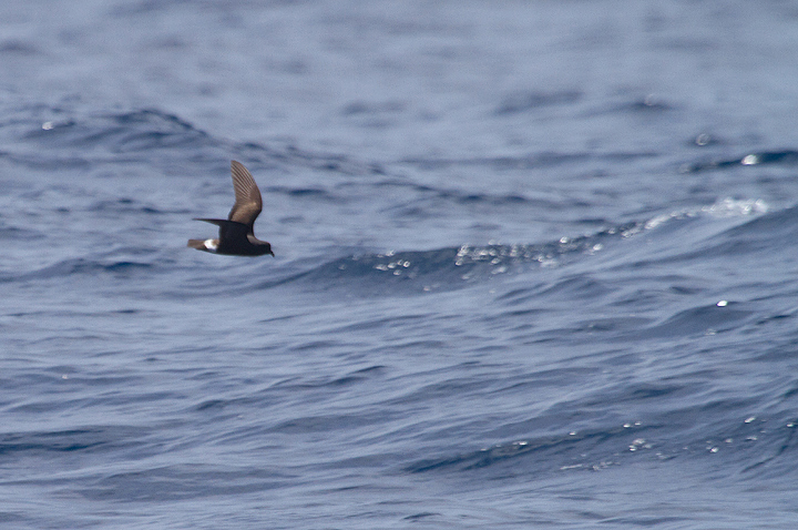 A Band-rumped Storm-Petrel in fresh plumage off Cape Hatteras, North Carolina (5/28/2011). Experts appear to consider birds in this plumage here on this date to be probable Madeiran Storm-Petrel (<em>O. c. castro</em>). This summer-breeding population nests off Africa in the Madeira Archipelago as far south as the Canary Islands. Photo by Bill Hubick.