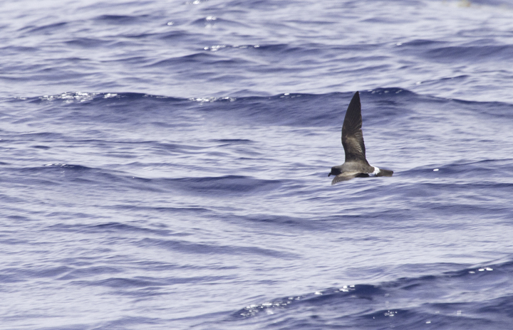 Another Band-rumped in fresh plumage, probably Madeiran Storm-Petrel, off Cape Hatteras, North Carolina (5/28/2011). Photo by Bill Hubick.