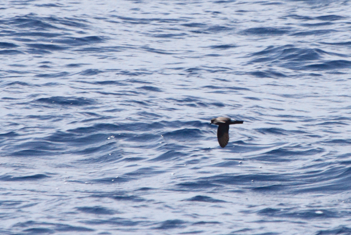 One of two Band-rumped Storm-Petrels documented 95 miles offshore in Maryland and New Jersey waters (8/15/2010). Click any image for full-size. There are three previous reports of this species in Maryland, one accepted (8/17/1997, Baltimore Canyon) and two others ready/reviewable (7/13/2006, Scotland/Chesapeake Bay and 8/24/2007, Pelagic). There are four different populations of this species that could someday be treated as full species. Grant's breeds in the Azores, Madeira, Selvagens, Canaries, and Berlengas. Madeiran breeds in Madeira, Selvagens, and rarely in the Canaries. Monteiro's breeds in the Azores, and Cape Verde only on Cape Verde (<em>Petrels Night and Day</em>). Hopefully we'll be able to establish the bird(s) shown here as belonging to one of those specific populations. Photo by Bill Hubick.