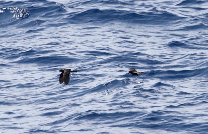 One of two Band-rumped Storm-Petrels documented 95 miles offshore in Maryland and New Jersey waters (8/15/2010). Click any image for full-size. There are three previous reports of this species in Maryland, one accepted (8/17/1997, Baltimore Canyon) and two others ready/reviewable (7/13/2006, Scotland/Chesapeake Bay and 8/24/2007, Pelagic). There are four different populations of this species that could someday be treated as full species. Grant's breeds in the Azores, Madeira, Selvagens, Canaries, and Berlengas. Madeiran breeds in Madeira, Selvagens, and rarely in the Canaries. Monteiro's breeds in the Azores, and Cape Verde only on Cape Verde (<em>Petrels Night and Day</em>). Hopefully we'll be able to establish the bird(s) shown here as belonging to one of those specific populations. Photo by Bill Hubick.