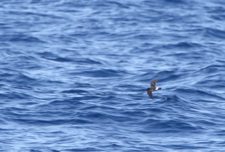 One of two Band-rumped Storm-Petrels documented 95 miles offshore in Maryland and New Jersey waters (8/15/2010). Click any image for full-size. There are three previous reports of this species in Maryland, one accepted (8/17/1997, Baltimore Canyon) and two others ready/reviewable (7/13/2006, Scotland/Chesapeake Bay and 8/24/2007, Pelagic). There are four different populations of this species that could someday be treated as full species. Grant's breeds in the Azores, Madeira, Selvagens, Canaries, and Berlengas. Madeiran breeds in Madeira, Selvagens, and rarely in the Canaries. Monteiro's breeds in the Azores, and Cape Verde only on Cape Verde (<em>Petrels Night and Day</em>). Hopefully we'll be able to establish the bird(s) shown here as belonging to one of those specific populations. Photo by Bill Hubick.