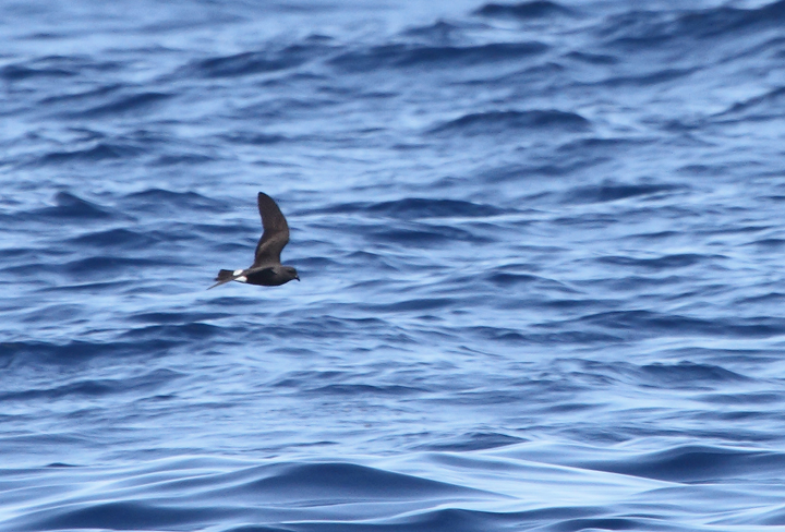 One of two Band-rumped Storm-Petrels documented 95 miles offshore in Maryland and New Jersey waters (8/15/2010). Click any image for full-size. There are three previous reports of this species in Maryland, one accepted (8/17/1997, Baltimore Canyon) and two others ready/reviewable (7/13/2006, Scotland/Chesapeake Bay and 8/24/2007, Pelagic). There are four different populations of this species that could someday be treated as full species. Grant's breeds in the Azores, Madeira, Selvagens, Canaries, and Berlengas. Madeiran breeds in Madeira, Selvagens, and rarely in the Canaries. Monteiro's breeds in the Azores, and Cape Verde only on Cape Verde (<em>Petrels Night and Day</em>). Hopefully we'll be able to establish the bird(s) shown here as belonging to one of those specific populations. Photo by Bill Hubick.