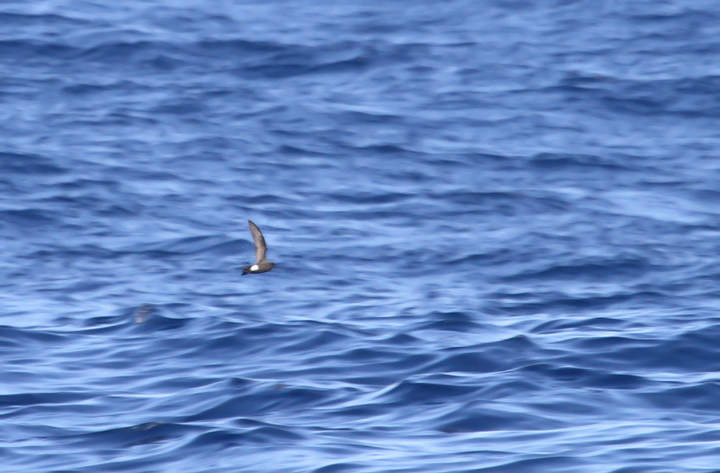 One of two Band-rumped Storm-Petrels documented 95 miles offshore in Maryland and New Jersey waters (8/15/2010). Click any image for full-size. There are three previous reports of this species in Maryland, one accepted (8/17/1997, Baltimore Canyon) and two others ready/reviewable (7/13/2006, Scotland/Chesapeake Bay and 8/24/2007, Pelagic). There are four different populations of this species that could someday be treated as full species. Grant's breeds in the Azores, Madeira, Selvagens, Canaries, and Berlengas. Madeiran breeds in Madeira, Selvagens, and rarely in the Canaries. Monteiro's breeds in the Azores, and Cape Verde only on Cape Verde (<em>Petrels Night and Day</em>). Hopefully we'll be able to establish the bird(s) shown here as belonging to one of those specific populations. Photo by Bill Hubick.