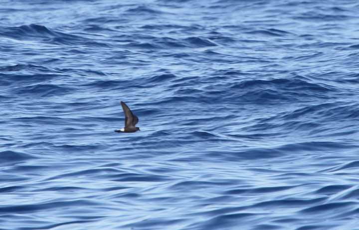 One of two Band-rumped Storm-Petrels documented 95 miles offshore in Maryland and New Jersey waters (8/15/2010). Click any image for full-size. There are three previous reports of this species in Maryland, one accepted (8/17/1997, Baltimore Canyon) and two others ready/reviewable (7/13/2006, Scotland/Chesapeake Bay and 8/24/2007, Pelagic). There are four different populations of this species that could someday be treated as full species. Grant's breeds in the Azores, Madeira, Selvagens, Canaries, and Berlengas. Madeiran breeds in Madeira, Selvagens, and rarely in the Canaries. Monteiro's breeds in the Azores, and Cape Verde only on Cape Verde (<em>Petrels Night and Day</em>). Hopefully we'll be able to establish the bird(s) shown here as belonging to one of those specific populations. Photo by Bill Hubick.