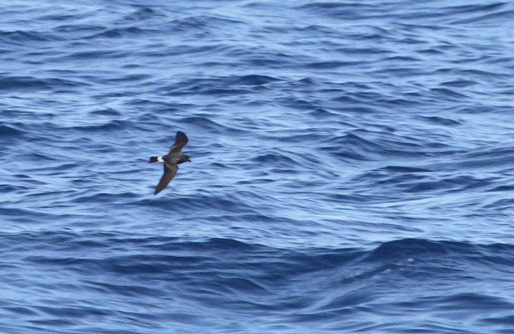 One of two Band-rumped Storm-Petrels documented 95 miles offshore in Maryland and New Jersey waters (8/15/2010). Click any image for full-size. There are three previous reports of this species in Maryland, one accepted (8/17/1997, Baltimore Canyon) and two others ready/reviewable (7/13/2006, Scotland/Chesapeake Bay and 8/24/2007, Pelagic). There are four different populations of this species that could someday be treated as full species. Grant's breeds in the Azores, Madeira, Selvagens, Canaries, and Berlengas. Madeiran breeds in Madeira, Selvagens, and rarely in the Canaries. Monteiro's breeds in the Azores, and Cape Verde only on Cape Verde (<em>Petrels Night and Day</em>). Hopefully we'll be able to establish the bird(s) shown here as belonging to one of those specific populations. Photo by Bill Hubick.