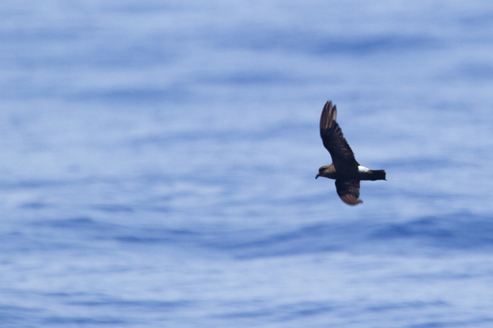 A worn Band-rumped Storm-Petrel, presumably Grant's Storm-Petrel, far off Cape Hatteras, North Carolina (5/28/2011). This population nests more widely in the Azores and south to the Canary Islands, mainly in October-November (Howell, Patteson, et al.).  Photo by Bill Hubick.