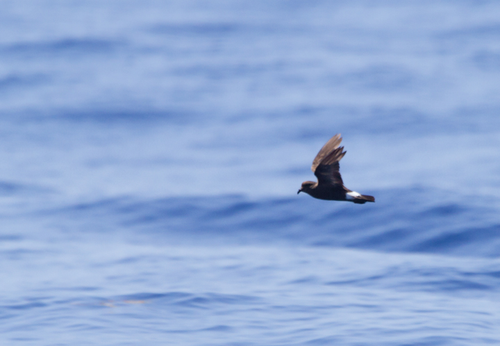 A worn Band-rumped Storm-Petrel, presumably Grant's Storm-Petrel, far off Cape Hatteras, North Carolina (5/28/2011). This population nests more widely in the Azores and south to the Canary Islands, mainly in October-November (Howell, Patteson, et al.).  Photo by Bill Hubick.