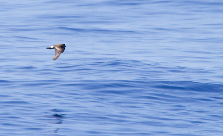 A worn Band-rumped Storm-Petrel, presumably Grant's Storm-Petrel, far off Cape Hatteras, North Carolina (5/28/2011). This population nests more widely in the Azores and south to the Canary Islands, mainly in October-November (Howell, Patteson, et al.).  Photo by Bill Hubick.