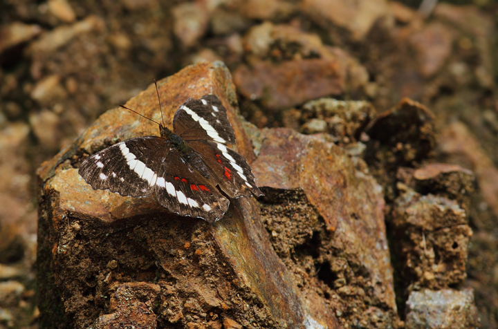 A worn Banded Peacock near El Valle, Panama (7/11/2010). Photo by Bill Hubick.