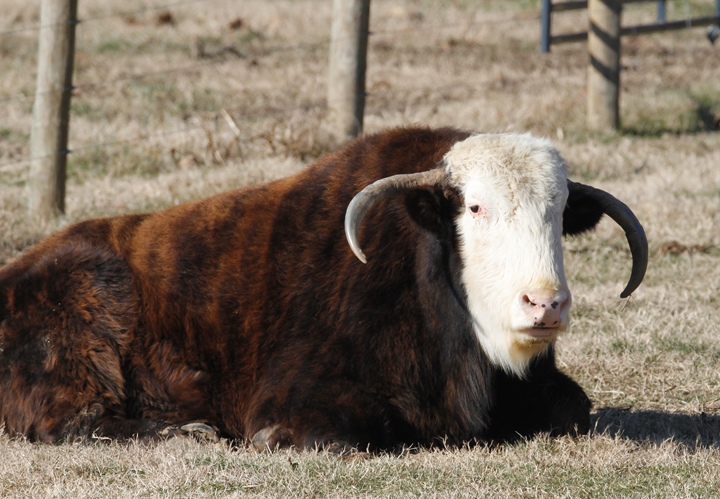 A <em>Beefalo</em> - yes, it's a real thing - in southern Maryland (1/3/2010). (<a href='http://en.wikipedia.org/wiki/Beefalo' style='text-decoration:underline' target='_blank'>Really?</a>) Photo by Bill Hubick.