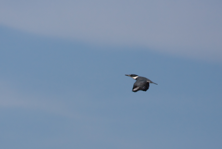 A Belted Kingfisher in flight over Worcester Co., Maryland (10/12/2009).