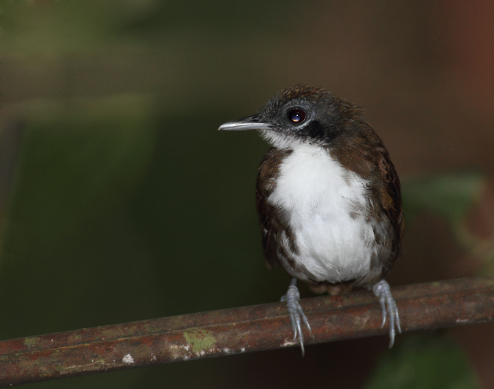A Bicolored Antbird poses for us on Day One. Photo by Bill Hubick.