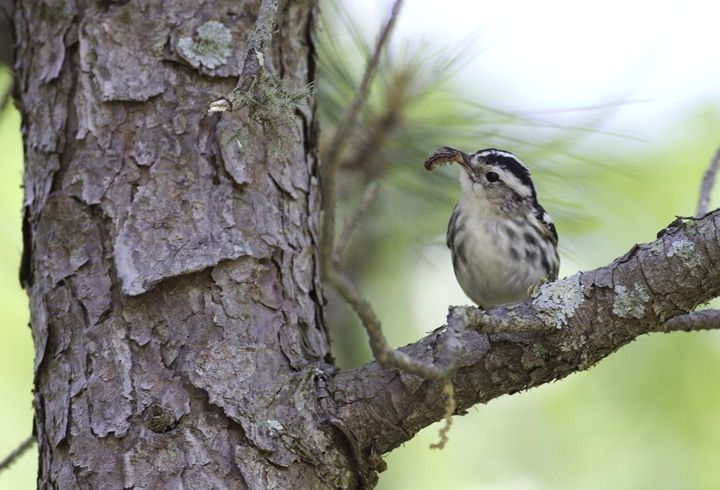 A Black-and-white Warbler with prey in Wicomico Co., Maryland (5/11/2011). Photo by Bill Hubick.