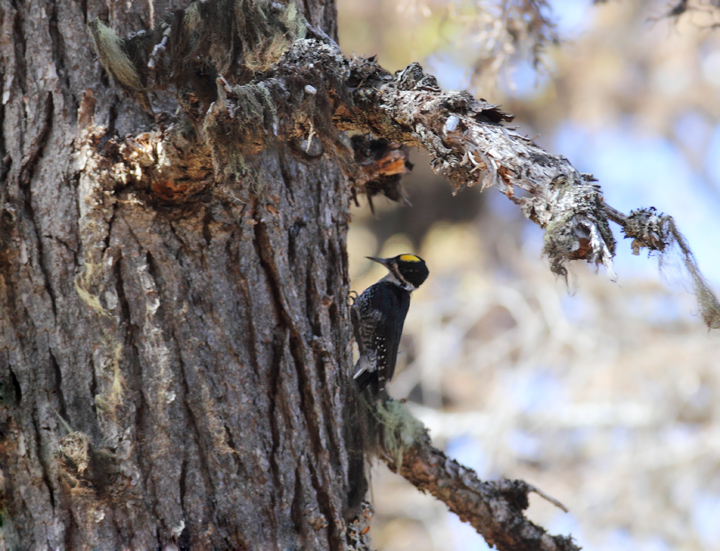 A Black-backed Woodpecker foraging in a burn near Cooper Spur, Mount Hood, Oregon (9/2/2010). Photo by Bill Hubick.