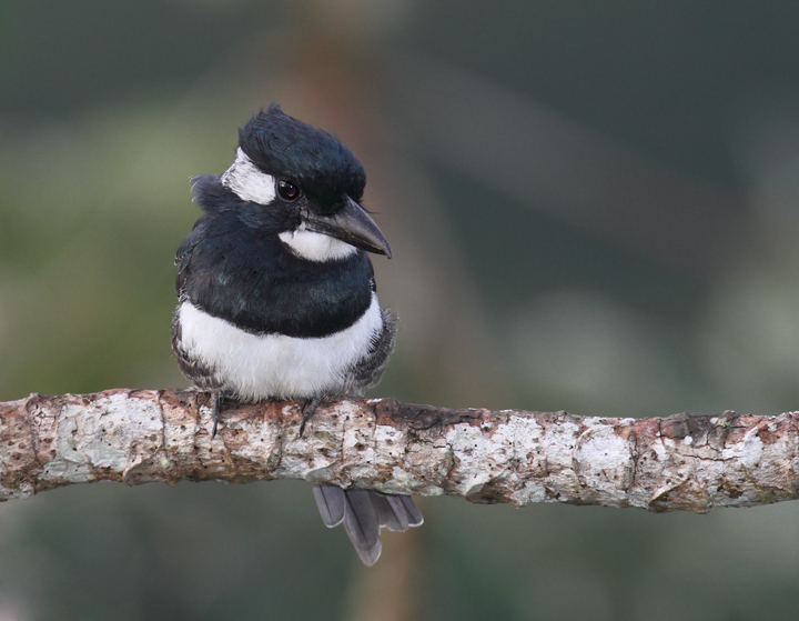 A Black-breasted Puffbird singing after dawn at the Canopy Tower, Panama (July 2010). Photo by Bill Hubick.