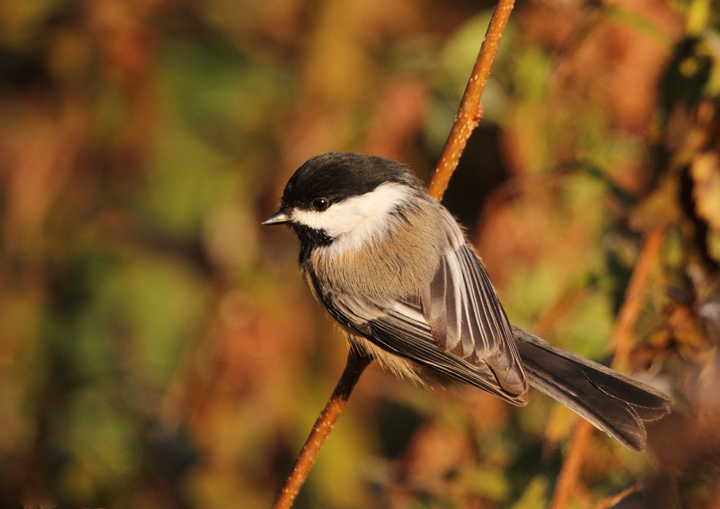 Black-capped Chickadees visiting Hashawha Environmental Center, Carroll Co., Maryland (11/6/2010). Photo by Bill Hubick.