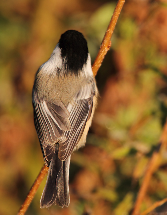 Black-capped Chickadees visiting Hashawha Environmental Center, Carroll Co., Maryland (11/6/2010). Photo by Bill Hubick.