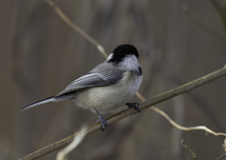 A Black-capped Chickadee at Stemmers Run in Cecil Co., Maryland (2/20/2011). As this location is south of the C&D Canal, this site might also be considered the Eastern Shore. When this bird became agitated, it even did some singing, which I hadn't previously heard from an irrupting Black-capped. Photo by Bill Hubick.