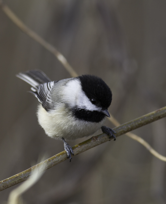 A Black-capped Chickadee at Stemmers Run in Cecil Co., Maryland (2/20/2011). As this location is south of the C&D Canal, this site might also be considered the Eastern Shore. When this bird became agitated, it even did some singing, which I hadn't previously heard from an irrupting Black-capped. Photo by Bill Hubick.