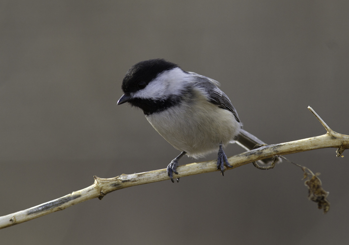 A Black-capped Chickadee at Stemmers Run in Cecil Co., Maryland (2/20/2011). As this location is south of the C&D Canal, this site might also be considered the Eastern Shore. When this bird became agitated, it even did some singing, which I hadn't previously heard from an irrupting Black-capped. Photo by Bill Hubick.