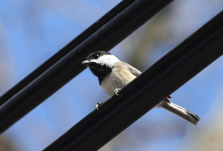 Black-capped Chickadees in northeastern Frederick Co., Maryland (11/6/2010). Photo by Bill Hubick.