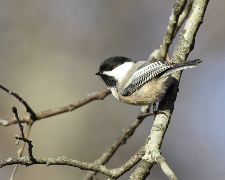 Above and below: Two Black-capped Chickadees visiting Eden Mill Park, Harford Co., Maryland (11/7/2010). When I posted about this sighting, Les Eastman told me that they'd banded one at this location. Did it look like the one above? Photo by Bill Hubick.