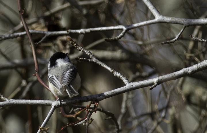 From an MDOsprey post from Jim Stasz (11/9/2005): "I might add something that is not in most field guides. If you look at where the black of the head meets the nape, on Carolina the black is rounded and has a limited boundary with the gray back and on Black-capped, the nape is squared with a larger shared boundary with the gray of the back." Photo by Bill Hubick.