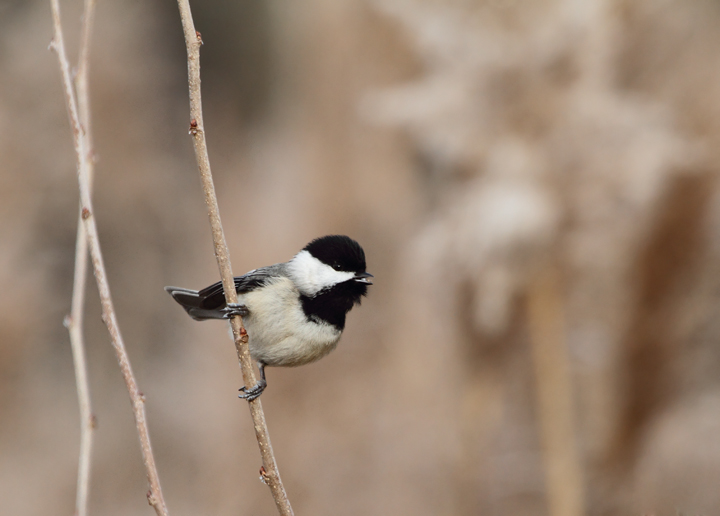 A Black-capped Chickadee in Perryman, southwestern Harford Co., Maryland (12/11/2010). Photo by Bill Hubick.