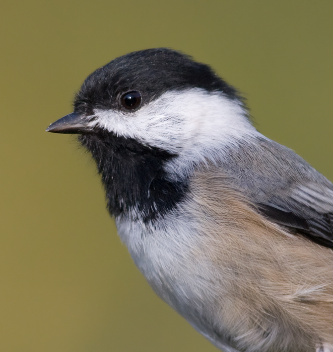 A Black-capped Chickadee leads the protest against visiting birders in Washington Co., Maryland (10/3/2009).