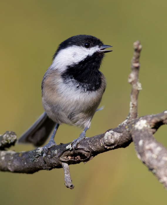 A Black-capped Chickadee leads the protest against visiting birders in Washington Co., Maryland (10/3/2009).