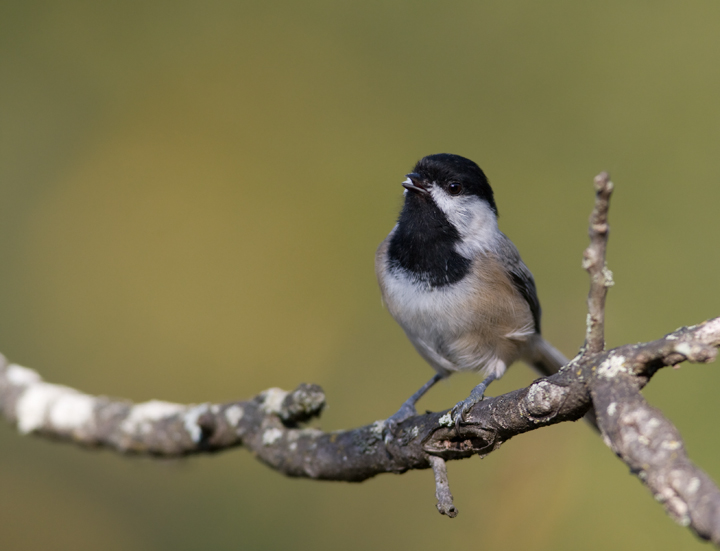 A Black-capped Chickadee leads the protest against visiting birders in Washington Co., Maryland (10/3/2009).