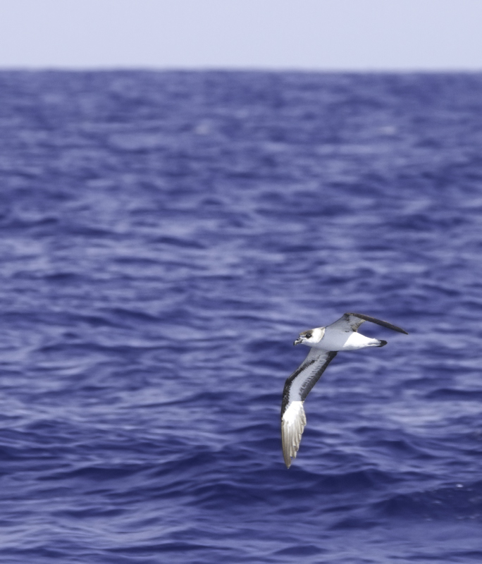 A Black-capped Petrel off Cape Hatteras, North Carolina (5/27/2011). Photo by Bill Hubick.