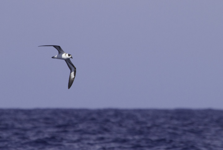 Black-capped Petrels off Cape Hatteras, North Carolina (5/29/2011). This beautiful representative of the genus <em>Pterodroma</em> (Gadfly Petrels) was studied at length on our two days offshore. Photo by Bill Hubick.