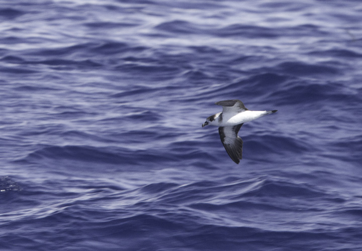 Black-capped Petrels off Cape Hatteras, North Carolina (5/29/2011). This beautiful representative of the genus <em>Pterodroma</em> (Gadfly Petrels) was studied at length on our two days offshore. Photo by Bill Hubick.