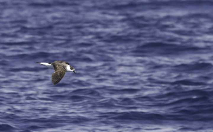 Black-capped Petrels off Cape Hatteras, North Carolina (5/29/2011). This beautiful representative of the genus <em>Pterodroma</em> (Gadfly Petrels) was studied at length on our two days offshore. Photo by Bill Hubick.