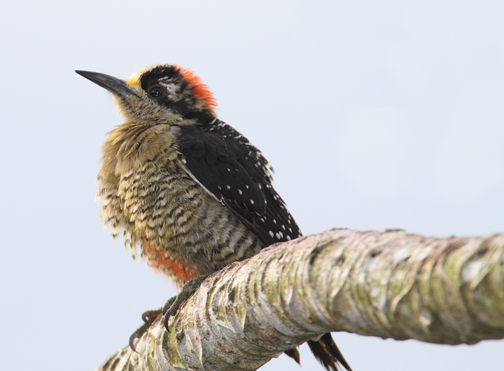 A Black-cheeked Woodpecker, a rainforest cousin of our Red-bellied Woodpecker (Panama, July 2010). The lowland-favoring Red-crowned Woodpecker is very similar to Red-bellied. Photo by Bill Hubick.