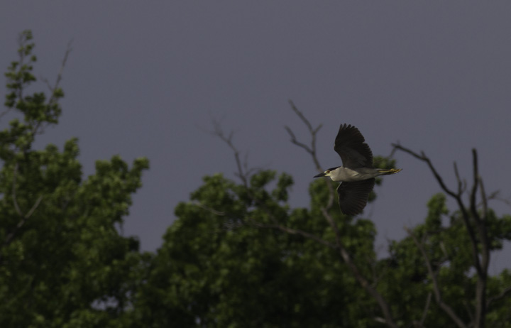 An adult Black-crowned Night-Heron at Fort Smallwood Park, Maryland (5/22/2011). Photo by Bill Hubick.