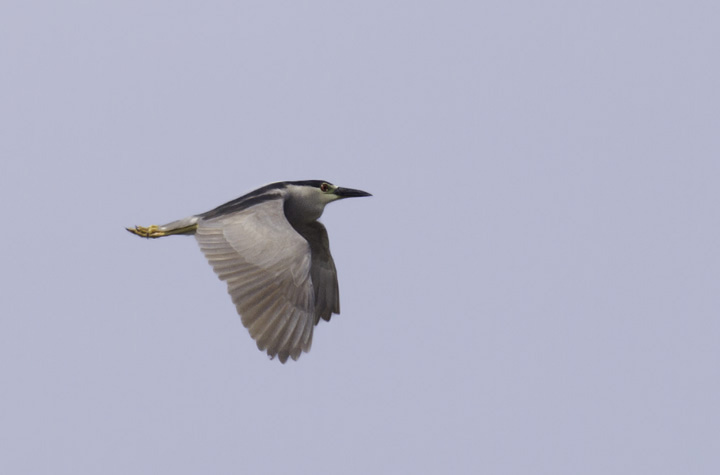 An adult Black-crowned Night-Heron at Fort Smallwood Park, Maryland (5/22/2011). Photo by Bill Hubick.