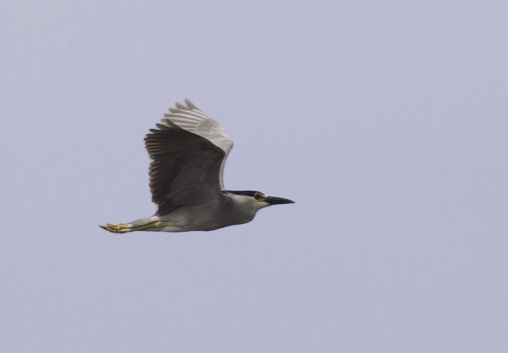 An adult Black-crowned Night-Heron at Fort Smallwood Park, Maryland (5/22/2011). Photo by Bill Hubick.