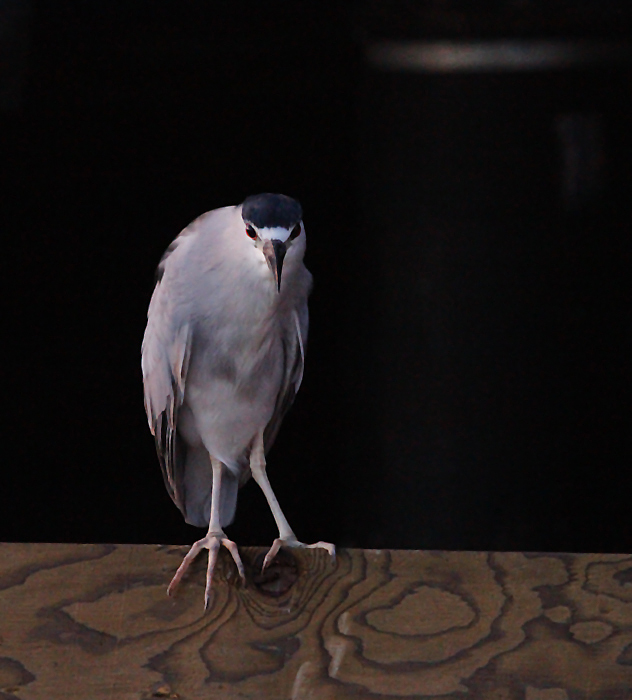 An adult Black-crowned Night-Heron prowling around the bait cages near Fisherman's Wharf (9/24/2010). Photo by Bill Hubick.