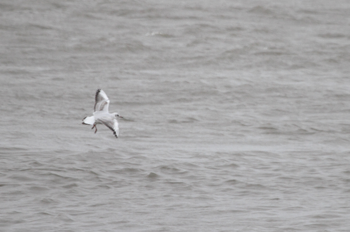 Documentation photos of an immature Black-headed Gull at the Ocean City Inlet, Maryland
(11/13/2009).<br /> A great find by Frode Jacobsen.