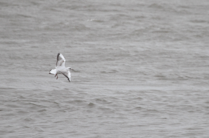 Documentation photos of an immature Black-headed Gull at the Ocean City Inlet, Maryland
(11/13/2009).<br /> A great find by Frode Jacobsen.