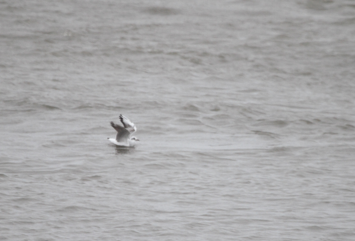 Documentation photos of an immature Black-headed Gull at the Ocean City Inlet, Maryland
(11/13/2009).<br /> A great find by Frode Jacobsen.