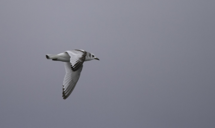 An immature Black-legged Kittiwake zips across our wake in Delaware waters (2/5/2011). Photo by Bill Hubick.