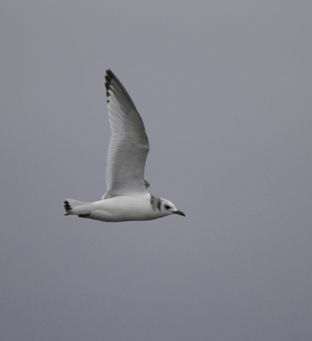 An immature Black-legged Kittiwake zips across our wake in Delaware waters (2/5/2011). Photo by Bill Hubick.