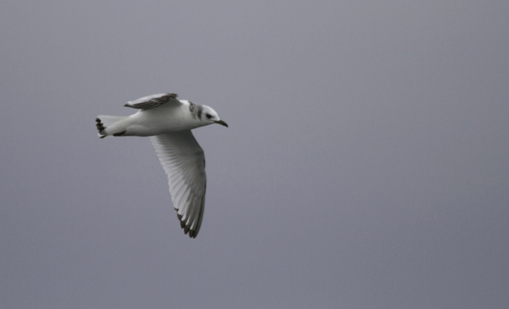 An immature Black-legged Kittiwake zips across our wake in Delaware waters (2/5/2011). Photo by Bill Hubick.