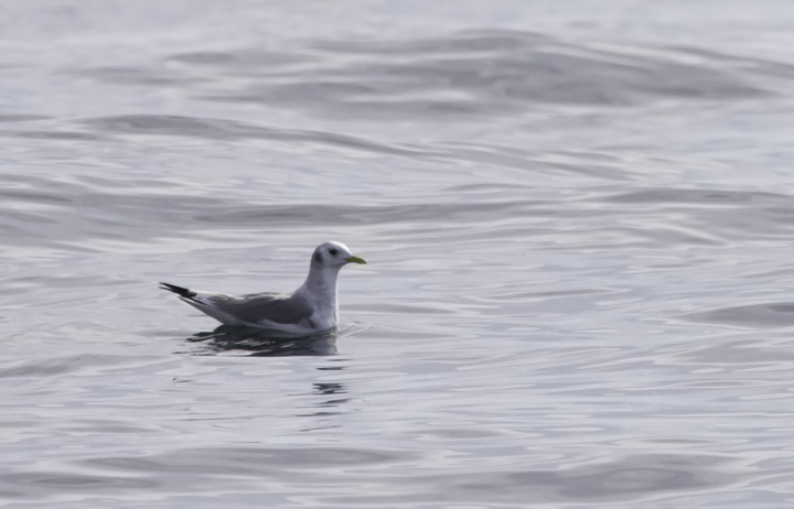 An adult Black-legged Kittiwake off Ocean City, Maryland (2/26/2011). Photo by Bill Hubick.