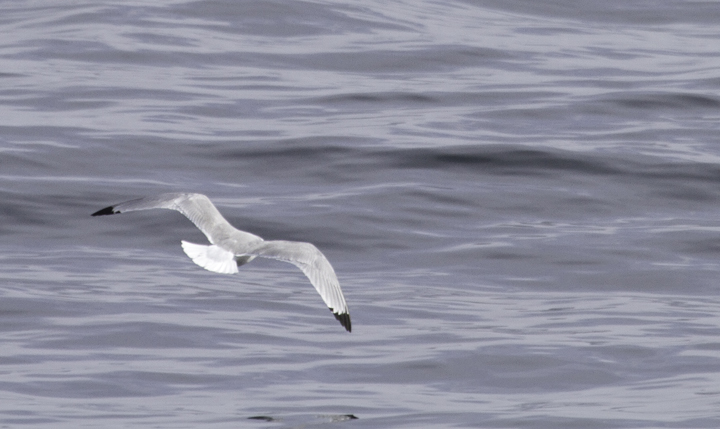 An adult Black-legged Kittiwake off Ocean City, Maryland (2/26/2011). Photo by Bill Hubick.