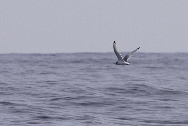 An adult Black-legged Kittiwake off Ocean City, Maryland (2/26/2011). Photo by Bill Hubick.