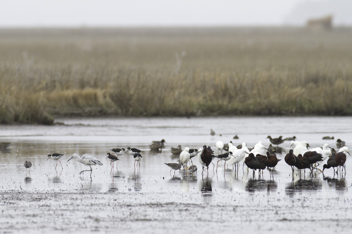 Ten (!) Black-necked Stilts at Truitt's Landing, Worcester Co., Maryland (4/16/2011). Photo by Bill Hubick.